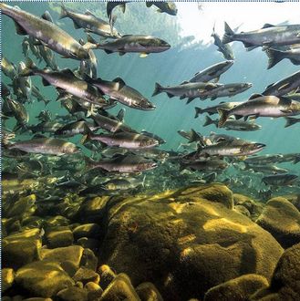 PETITION: End open-net salmon farming. https://you.leadnow.ca/petitions/salmon-farms-virus-pollution #‎SeaShepherd‬ ‪#ForTheOceans #DefendConserveProtect Fish Salmon, Salmon Farming, Farming Techniques, Sockeye Salmon, Salmon Run, Wild Salmon, Fish Farming, First Nations, Get Outside