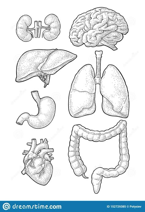 Vector Sketch Set Of Anatomical Human Organs Stock Illustration D37 Organs Drawing, Pediatric Nursing Study, Human Anatomy Organs, Sequencing Activities Kindergarten, Happy Birthday Husband Quotes, Anatomy Organs, Pumpkin Life Cycle, Science Anchor Charts, Biology Projects