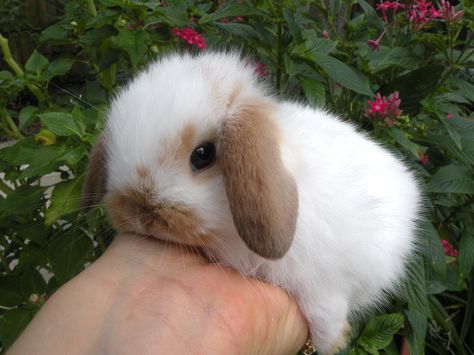 Baby Lop Bunny! Sweet! The Animals, Mini Lop, Cute Bunny Pictures, Cute Baby Bunnies, Baby Animals Pictures, Pet Bunny, Hamsters, Fluffy Animals, Baby Bunnies