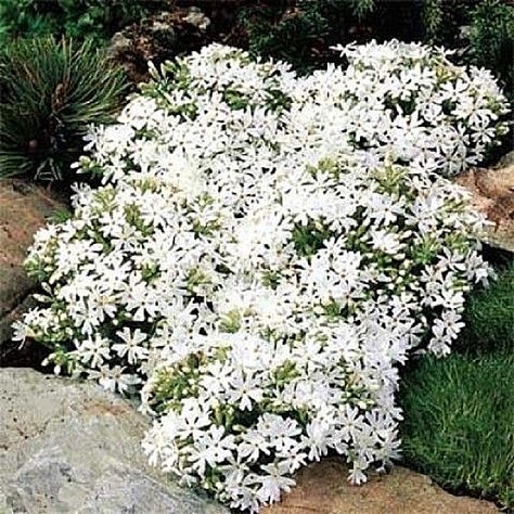 Phlox subulata 'Snowflake' Creeping Phlox Creeping Phlox Ideas, Landscaping Edging, Phlox Subulata, Moss Phlox, Pleasure Garden, Front Landscape, Creeping Phlox, Tall Plant, Ground Covers