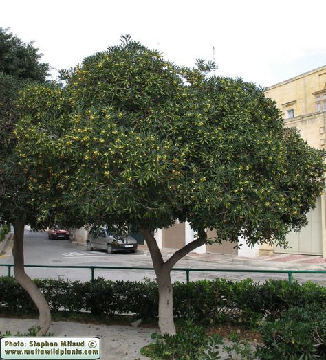 Pittosporum tobira / Japanese Mock Orange Pittosporum Tree, Pittosporum Tobira, Maltese Islands, Malta Gozo, Mock Orange, Plants Growing, Garden Shrubs, Beautiful Yards, Plant Therapy