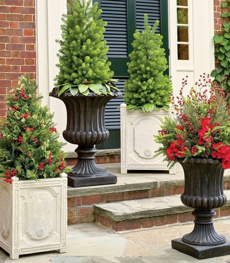 Christmas Trees In Urns, Christmas Tree In Urn, Frontgate Christmas, Christmas Topiaries, Tree Fillers, Topiary Centerpieces, Christmas Urns, Christmas Topiary, Frontgate Outdoor Furniture