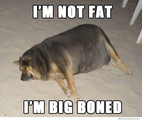 big dog Fat Animals, The Meta Picture, Big Boned, Fat Dogs, Memes In Real Life, Smile Smile, Funny Life, Dog Care Tips, Om Nom