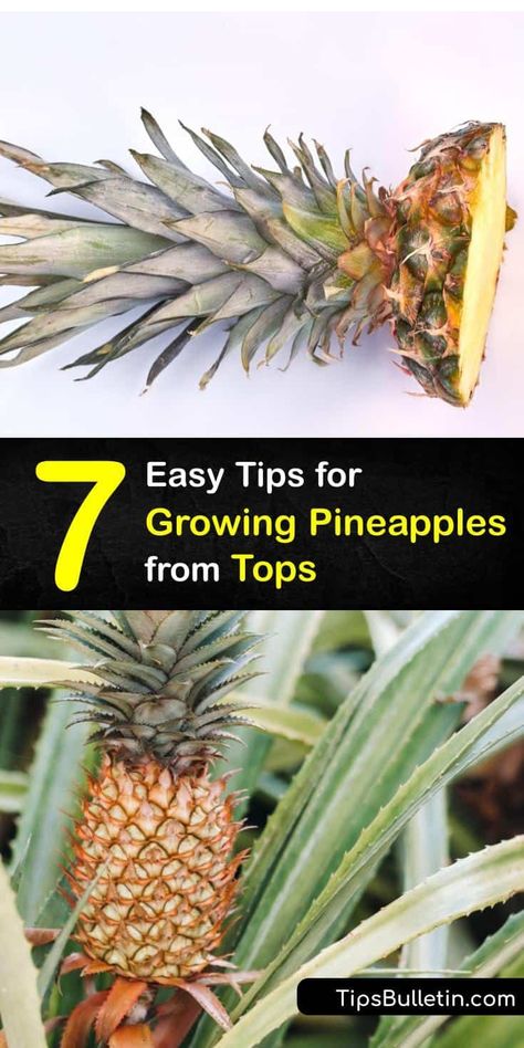 Growing Pineapple From Seed, Regrowing Pineapple Top, Pineapple Plant From Top, How To Plant Pineapple Top, Regrow Pineapple Top, How To Grow A Pineapple, Grow A Pineapple From Top, How To Grow A Pineapple From The Top, Pineapple Plant Growing