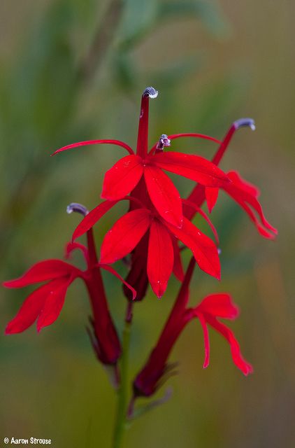 Cardinal Flower Michigan Wildflowers, Lobelia Flowers, Lobelia Cardinalis, Backyard Nature, A Level Textiles, Cardinal Flower, Shade Gardens, Indian Paintbrush, Plants For Sale