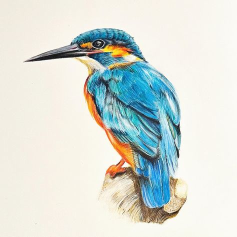 Kingfisher in coloured pencils. It’s important to practice and I’ve been following a few tutorials recently to continue learning different techniques. This kingfisher was drawn following an excellent tutorial by Kirsty partridge. Using polychromos coloured pencils blended with zest it pencil blend and then worked back over the top. I’m really pleased with the feather detail and Kingfishers just have the most beautiful colours 😍 #kingfisher #kingfisherdrawing #kingfisherart #kingfishertutor... Kingfisher Feather, Kingfisher Art, Metallic Watercolor, Sketches Pencil, Art Drawings Sketches Pencil, Art Pencil, Coloured Pencils, Beautiful Colours, Partridge