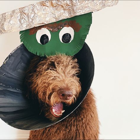 Dog Cone Costume, Martini Costume, Dog Cone, Cone Of Shame, Oscar The Grouch, Dog Costumes, Dog Costume, Pet Costumes, Labradoodle