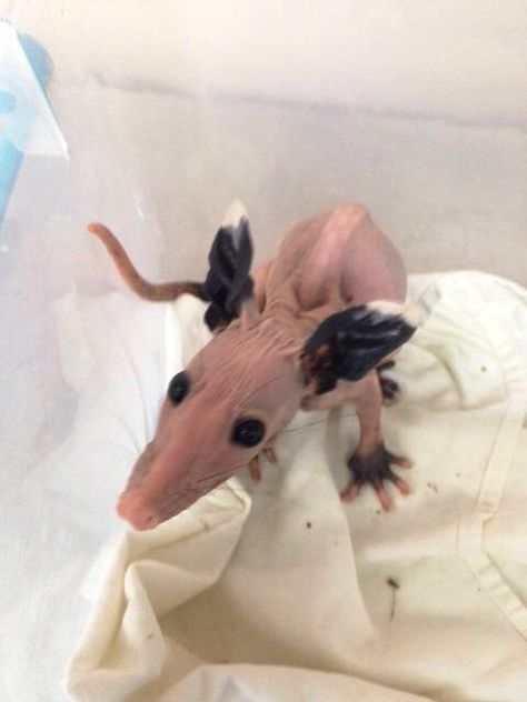 Deformed Animals, Hairless Animals, Hairless Rat, Baby Rats, Ugly Animals, Awesome Possum, Funny Rats, Cute Rats, Hairless Cat