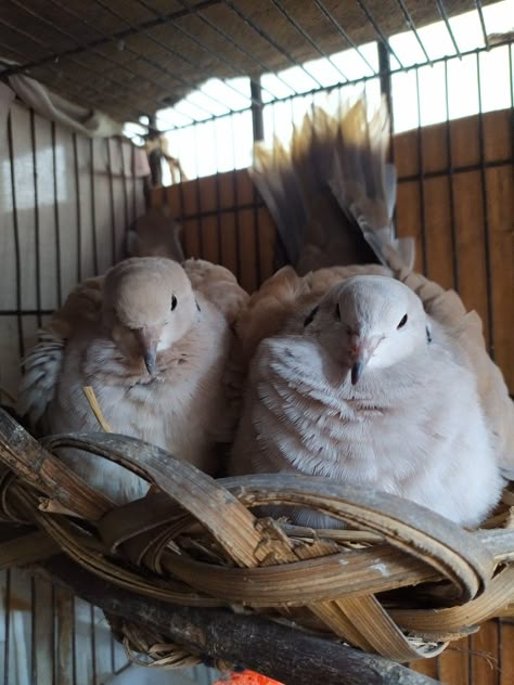 Pet Dove Pet Dove Aesthetic, Pet Pigeon Cage, Dove Aesthetic Bird, Doves Aesthetic, Pet Dove, Dove Aesthetic, Divine Creatures, Pet Pigeon, Cute Pigeon