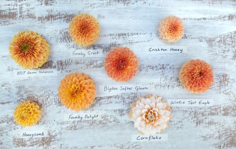 Golden Dahlias - Flatlay — Floralful Flowers Dahlia Wedding, Dahlias Wedding, Violet Flower, Flower Farm, Champagne Color, Shades Of Yellow, Golden Yellow, Home Wedding, Wedding Shop