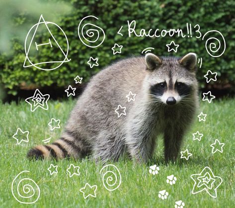 Racoon Therian Mask, Raccoon Therian Mask, Therian Raccoon, Racoon Therian, Raccoon Therian, Raccoon Pfp, Raccoon Mask, What Animal Are You, Therian Pfp