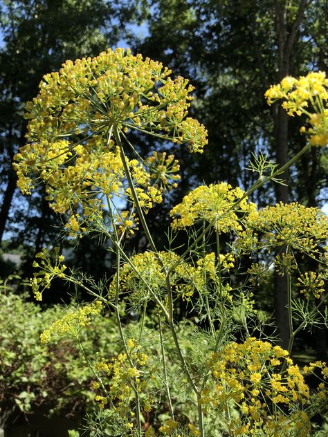 Fennel flowers Fennel Aesthetic, Fennel Flower, Nordic Garden, Inktober 2023, Plant Collection, Flora And Fauna, Fennel, Garden Plants, Plants