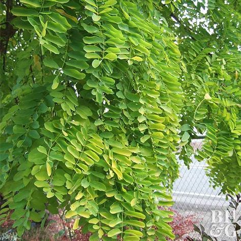 Black Locust Tree, Locust Tree, Food Forest, Backyard Fences, Plant List, Spring Blooms, Tree Farms, Growing Tree, Flower Planters