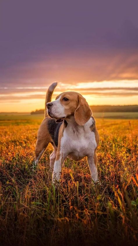 Anime Animals Wallpaper, Tattoo Ideas Dog, Dog Tattoo Ideas, Beagle Art, Aesthetic Dog, Dog Aesthetic, Cute Beagles, Dog Line, Perfectly Timed Photos