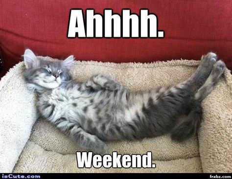 20 Best 3-Day Weekend Memes | SayingImages.com Weekend Meme, Saturday Memes, Mean Cat, Cats For Sale, Cat Behavior, Funny Cute Cats, Cat Care, Cat Photo, Funny Cute