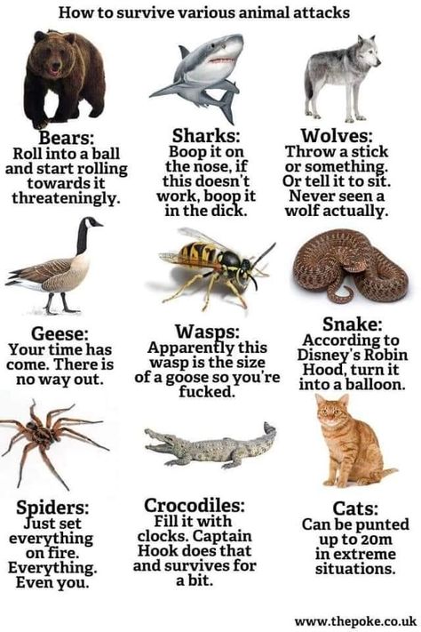 Deadly Animals, Animal Fails, Life Pro Tips, Funny Dragon, Funny Sports Memes, Animal Attack, Surviving In The Wild, Writer Tips, Survival Techniques