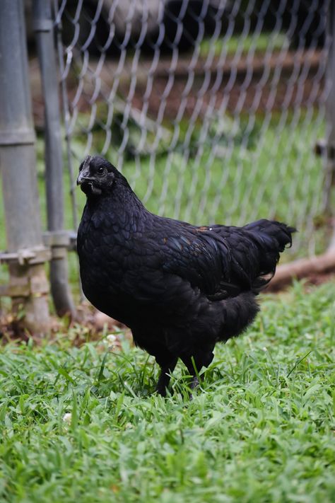 Ayam Cemani Chicken, Cemani Chicken, Ayam Cemani, Dream Barn, Chicken Breeds, Great Friends, Adorable Animals, Hen, Garden Sculpture