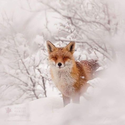 Fox In Snow, Snow Animals, Snow Photography, Wildlife Photographer, Image Nature, Winter Animals, Winter Pictures, Wild Life, Red Fox