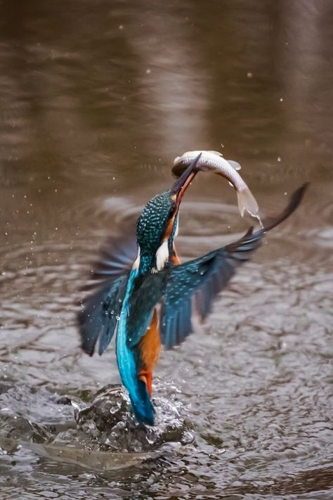 Colorful kingfisher bird catching a fish. Bird Catching Fish, Kingfisher Bird, How To Attract Birds, Wildlife Habitat, Catching Fish, Black Bat, Beautiful Bird, Lady Bird, Animals And Birds