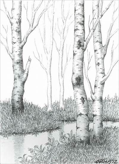 "BIRCH TREE 02" by RainbowArt | Redbubble Birch Tree Drawing, Tree Pencil Sketch, Tree Line Drawing, 자작나무 그림, Drawing Trees, Tree Drawings, Forest Drawing, Pencil Trees, Tree Drawings Pencil