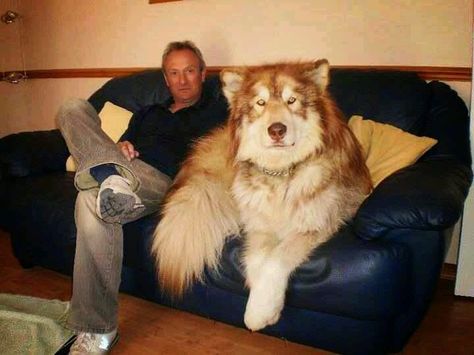 5 Most Amazing Wolf Hybrid Dogs You Have Ever Seen ~ The Pet's Smarty Wolf Hybrid Dogs, Giant Alaskan Malamute, Dog Status, Malamute Dog, Wolf Hybrid, Dangerous Dogs, Huge Dogs, Hybrid Dogs, Dog Quotes Funny