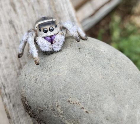 Wonderful needle-felted jumping spider by Raven Dimaggio. White Jumping Spider, Jumping Spiders Cute, Spiders Cute, Jumping Spiders, Felting Diy, Creature Inspiration, Needle Felting Diy, Jumping Spider, Pet Ideas