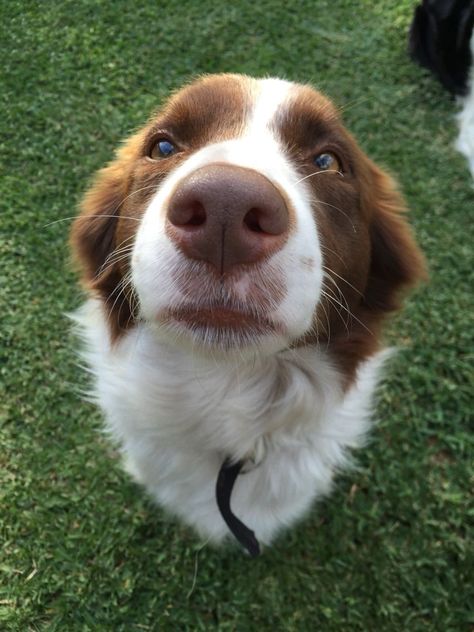 Border Collie Border Collie Pups, Brown Border Collie, Red Border Collie, Collie Puppies, Border Collie Puppies, Very Cute Dogs, Love My Dog, Pretty Dogs, Collie Dog