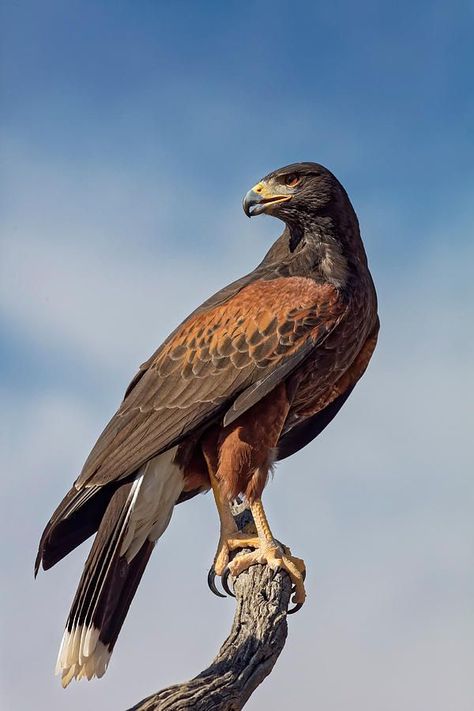 Birds Of Prey Animals, Hawks Animal, Hawks Bird, Hawk Species, Hawk Pictures, Harris Hawk, Elephant Facts, Raptors Bird, Hawk Bird