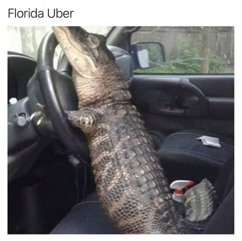 Funniest Animals, Florida Woman, Desain Editorial, Cute Reptiles, Smarty Pants, Funny Animal Quotes, Pretty Animals, Silly Animals, Crocodiles