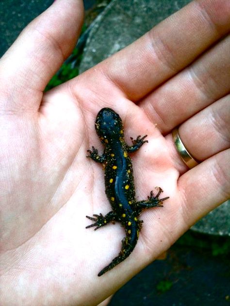 Salamander Green Salamander, Salamander Aesthetic, Salamander Photography, Salamander Habitat, Barred Tiger Salamander, Salamanders, Bearded Dragon, Newt, When I Grow Up