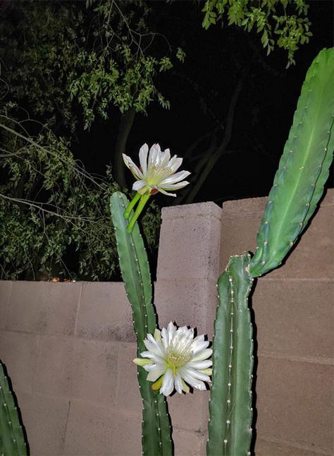 Night Blooming Cereus cactus - Queen of the Night - DesertUSA Lady Of The Night Plant, Queen Of The Night Cactus, Night Blooming Cactus, Cereus Cactus, Night Plants, Night Blooming Cereus, Plant Night, Popular Plants, Night Blooming Flowers