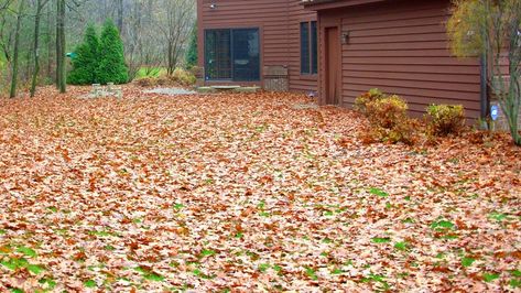 Best-ways-to-clean-up-leaves Big Yard, Large Yard, Lush Green, Lawn Care, Backyard Patio, Clean Up, Backyard Landscaping, Lush, Landscaping