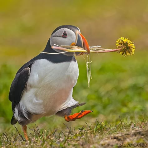 Puffin Tattoo, Aesthetic Bird, Puffin Bird, Bird Crochet, Birds Feathers, Atlantic Puffin, Puffins Bird, Diy Designs, Happy Wife Happy Life