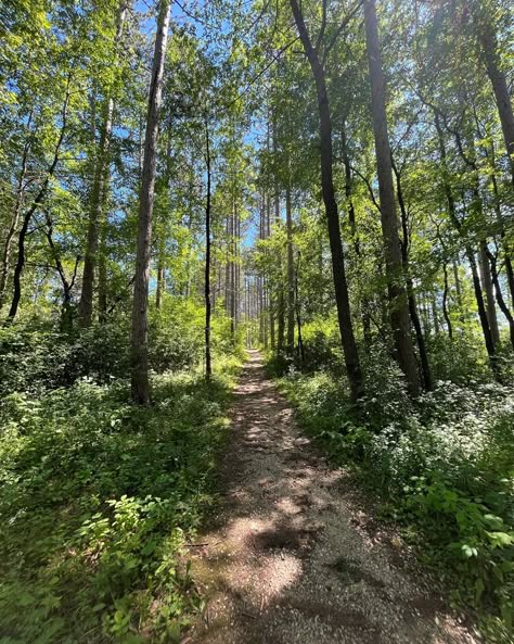 Hiking Forest Aesthetic, Earth People Aesthetic, Green Outdoor Aesthetic, Nature Pictures Forest, Pretty Forest Aesthetic, Hiking Trail Aesthetic, Forest Asethic, Sunny Forest Aesthetic, Forest Background Aesthetic