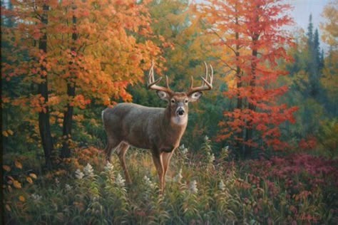 Whitetail Deer Pictures, Deer Artwork, Deer Photos, Deer Pictures, Hunting Art, Deer Painting, Deer Art, Wildlife Paintings, Landscape Canvas Art