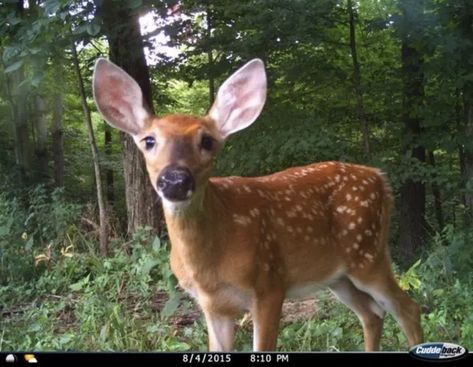 Trail Cam, Trail Camera, Pretty Animals, A Deer, Oh Deer, Wildlife Nature, Baby Deer, Woodland Creatures, Nature Aesthetic