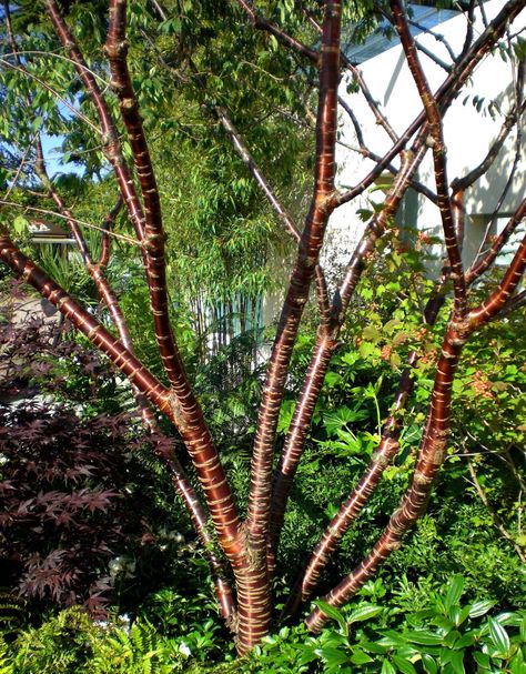 Prunus serrula Trees For Small Gardens, Small Trees For Garden, Flowering Cherry Tree, Small White Flowers, Ornamental Trees, Birch Bark, Deciduous Trees, Garden Trees, Cherry Tree