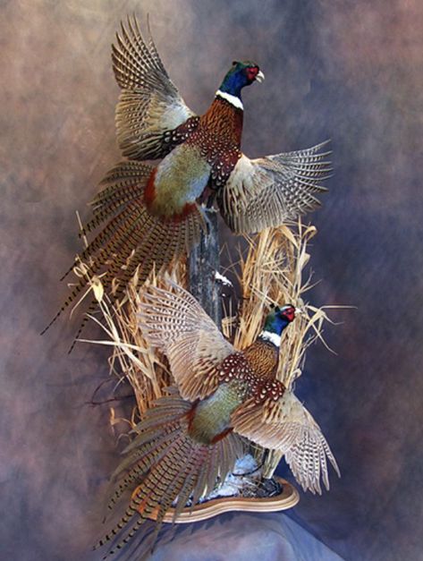 Pheasant Mounts, Duck Mounts, European Mounts, Ringneck Pheasant, Waterfowl Taxidermy, Duck Mount, Animal Mounts, Bird Taxidermy, Taxidermy Decor