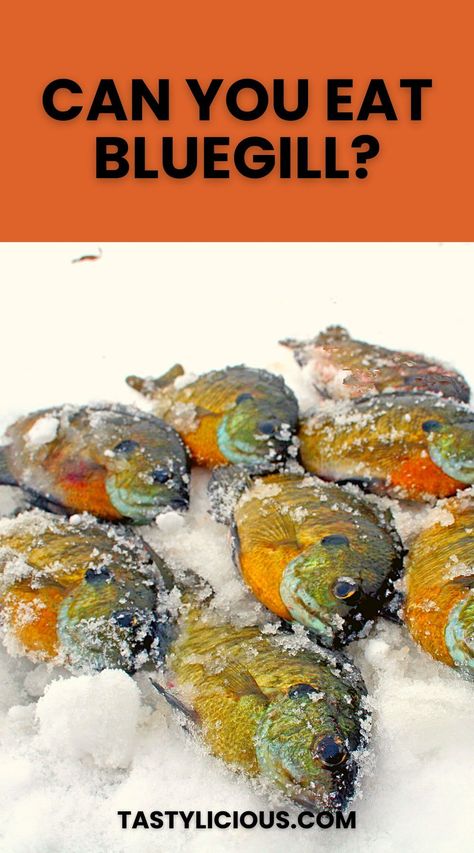 If you're thinking of frying up a batch of bluegill fillets, you may want to study up a bit. Take a look at our guide on eating bluegill and learn more about its flavor, health benefits, and preparation. Can You Eat Bluegill Fish | How to Cook & Eat Bluegill | Best Bluegill Recipes | refreshing spring recipes | spring dessert ideas | dinner ideas | easy dinner recipe | healthy dinner recipe Bluegill Recipes, Bluegill Recipe, Bluegill Fish, Perch Recipes, Refreshing Spring Recipes, Spring Dessert Ideas, Dinner Recipe Healthy, Recipe Healthy Dinner, Best Fish Recipes