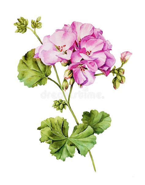 Photo about Botanical watercolor painting with Geranium flower in summer bloom. Illustration of closeup, floral, geranium - 53822080 Geranium Tattoo, Hur Man Ritar Blommor, Botanical Watercolor Painting, Geranium Flower, Hur Man Målar, Botanical Painting, Botanical Watercolor, Botanical Drawings, Flower Art Painting