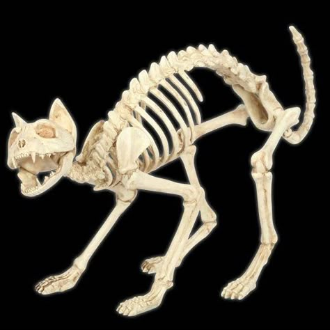 mummify a plastic skeleton, crafts, halloween decorations Dog Skeleton Halloween, Skeleton Cat, Cat Skeleton, Real Skull, Plastic Skeleton, Skull Crafts, Cat Anatomy, Dog Skeleton, Animal Skeletons