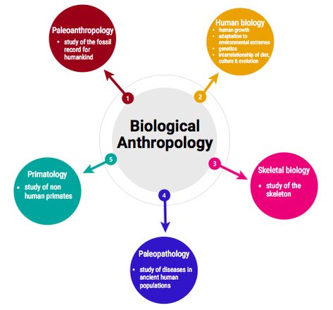 These are the five main subfields of biological anthropology. There are also applied subfields; medical anthropology and forensic anthropology. Forensic Anthropology Aesthetic, Anthropology Degree, Medical Anthropology, What Is Anthropology, Anthropology Aesthetic, Physical Anthropology, Anthropology Major, Biological Anthropology, Job Aesthetic