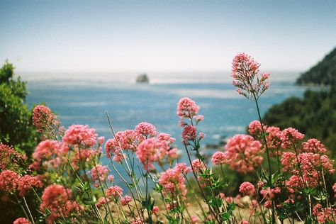 Nature Desktop, Kodak Gold 200, Film Camera Photography, Sea Aesthetic, Desktop Images, Canon Ae 1, Kodak Gold, Film Pictures, Film Photos