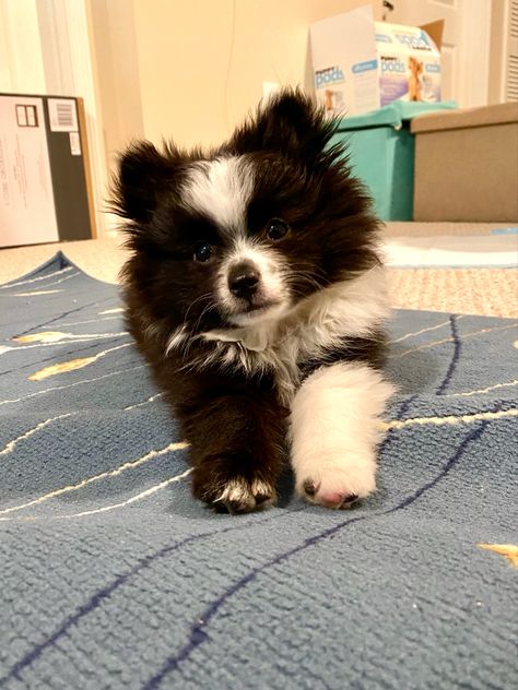 Pomskies Puppies, Full Grown Pomsky, Pomenarian Puppy, Toy Aussies, Pomchi Puppies, Pomsky Puppy Full Grown, Pomsky Dog, Puppy Pose, Parti Pomeranian Black And White