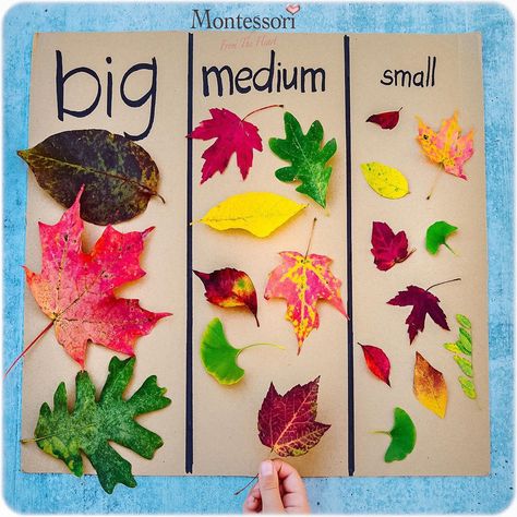 Size Sorting, Forest School Activities, Fall Preschool Activities, Homeschool Preschool Activities, Tree Study, Fall Arts And Crafts, Preschool Fall, Nursery Activities, Toddler Arts And Crafts