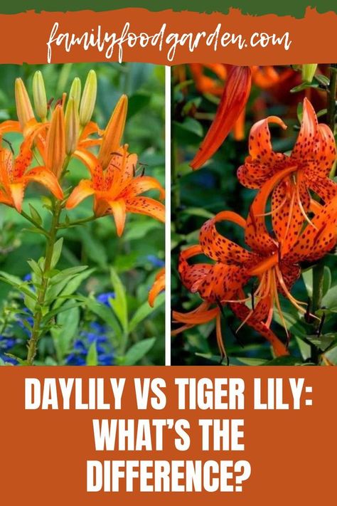 Tiger Lillies Flowers, Heirloom Flowers, Tiger Lily Flowers, Backyard Gardens, Tiger Lilies, Lilly Flower, Lily Garden, Lily Bulbs, Red Lily