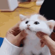 Cat Gif Wallpaper, Kitten Biting, Cutest Kittens Ever, Cat Heaven, Best Cat Gifs, Cute Images For Wallpaper, Gif Wallpaper, Anime Kitten, Cute Love Memes