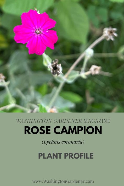 Rose Campion (Lychnis coronaria) is a favorite cottage garden perennial. It is drought-tolerant and deer-resistant. See the full Rose Campion Plant Profile at: https://washingtongardener.blogspot.com/2022/07/rose-campion-plant-profile.html Campion Planting Vegetables, Rose Campion Plant, Propogate Roses, Lychnis Coronaria, Common Evening Primrose, White Campion Flower, Stachys Byzantina, Rose Campion, Pollinator Plants