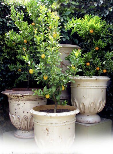 Indoor And Outdoor Gardening: I adore potted citrus trees. If you are interested in bringing the elegance of a European garden to your home, there is nothing more lovely than a French Anduze pot complete with citrus tree… #gardening #garden #flowers #plants #nature #gardener #gardens #growyourown #flower #gardendesign Potted Lemon Tree Patio, Luxury Planters, Citrus Tree Indoor, Trees Indoors, Potted Olive Tree, Citrus Garden, Lemon Trees, Potted Plants Outdoor, European Garden