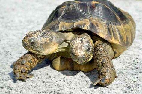 Turtle with two brains and two heads. This is Janus the turtle on it's 20 years birthday. #turtle #weird #heads #brains Greek Tortoise, Horsefield Tortoise, Russian Tortoise Diet, Russian Tortoise, Tortoise Care, Baby Tortoise, Desert Tortoise, Land Animals, Two Heads